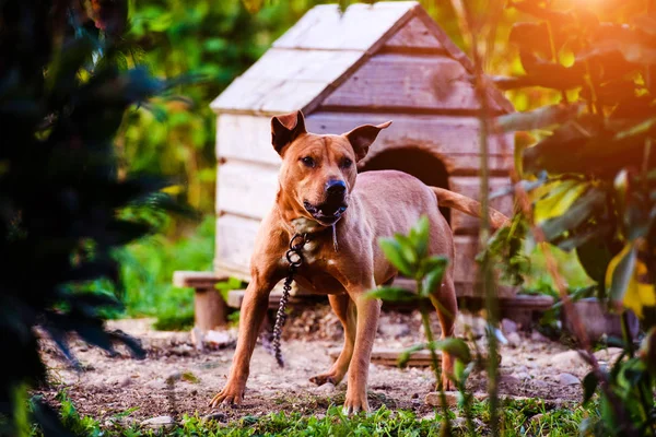 Happy Pit Bull Terrier. Smiling dog. Best friend