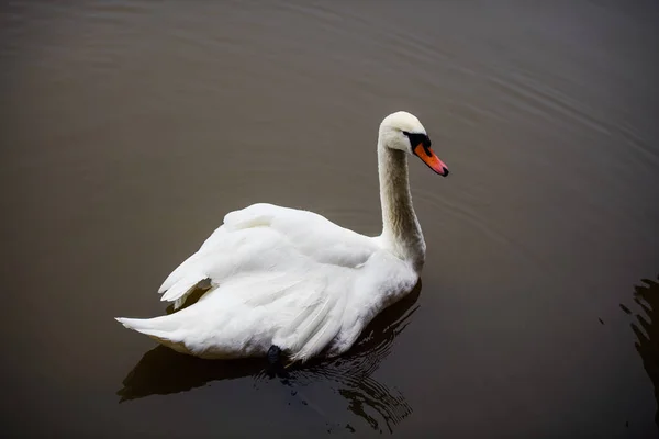 Hermosos cisnes jóvenes en el lago — Foto de Stock