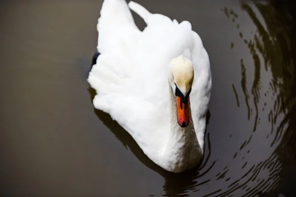 Hermosos cisnes jóvenes en el lago —  Fotos de Stock