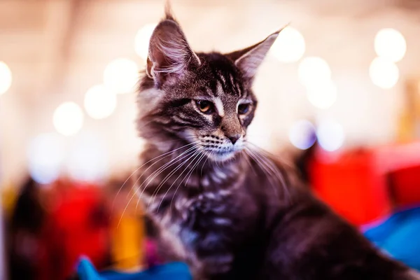 Hermosa plata Maine Coon gato — Foto de Stock