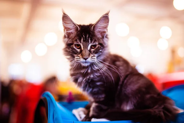 Hermosa plata Maine Coon gato — Foto de Stock