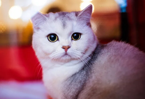 Funny white cat with green eyes — 스톡 사진