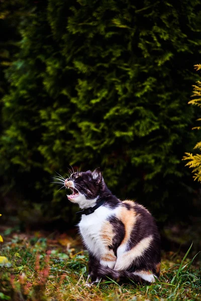 Lindo y esponjoso gato, muy juguetón, con ojos amarillos — Foto de Stock