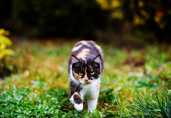 可爱而毛茸茸的猫，非常爱玩，有一双黄色的眼睛 — 图库照片
