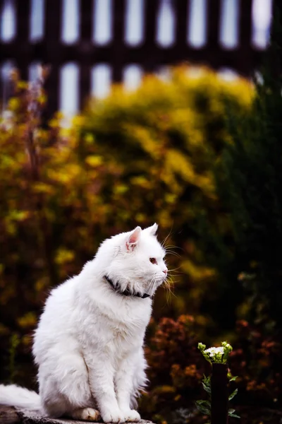 Süße und flauschige weiße Katze, sehr verspielt, mit gelben Augen — Stockfoto