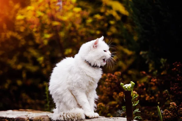 Roztomilá a nadýchaná bílá kočka, velmi hravá, se žlutýma očima — Stock fotografie