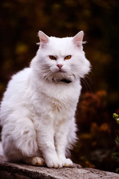 Chat blanc mignon et moelleux, très ludique, aux yeux jaunes — Photo