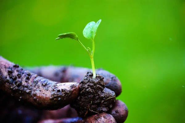 Mãos de jardineiro preparando o solo para a planta cultivada de sementes no solo — Fotografia de Stock