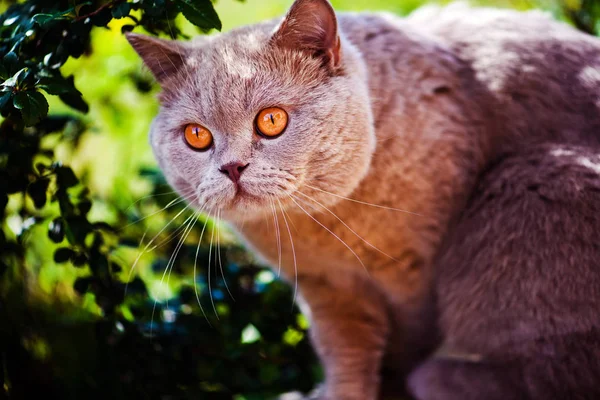 绿草甜猫 — 图库照片