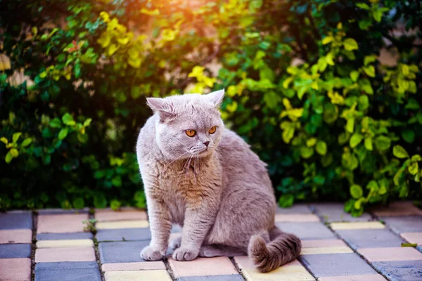 Yeşil çimenlerin üzerinde tatlı kedi — Stok fotoğraf