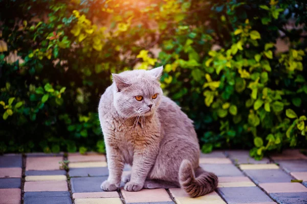 Sweet cat on green grass