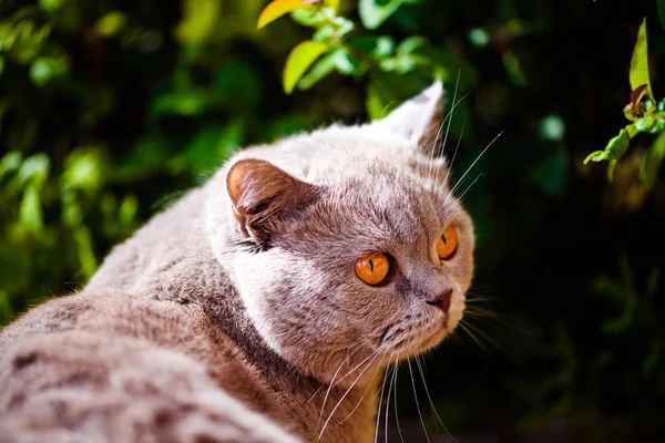 Dolce gatto su erba verde — Foto Stock
