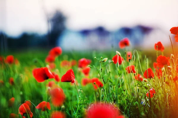 Hermoso campo de amapolas rojas en la luz del atardecer —  Fotos de Stock