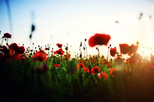 Hermoso campo de amapolas rojas en la luz del atardecer —  Fotos de Stock