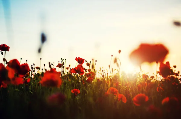 Hermoso campo de amapolas rojas en la luz del atardecer —  Fotos de Stock