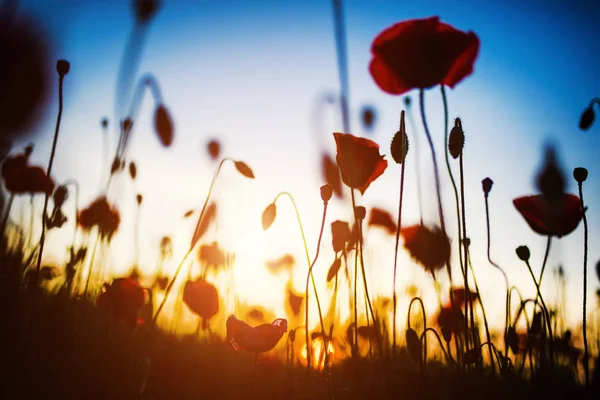 Belo campo de papoilas vermelhas na luz do pôr do sol — Fotografia de Stock