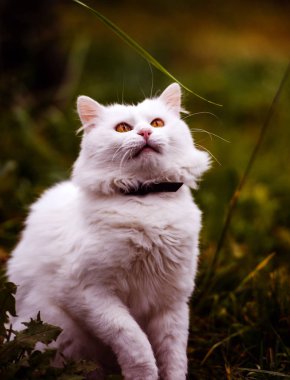 Cute and fluffy white cat, very playful, with yellow eyes