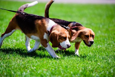 Yeşil çimenlerin üzerinde mutlu köpek