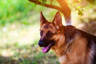 Alman çoban köpeği yeşil çimenlerin üzerinde