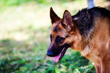 Alman çoban köpeği yeşil çimenlerin üzerinde