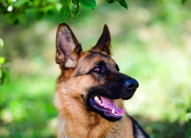 Alman çoban köpeği yeşil çimenlerin üzerinde