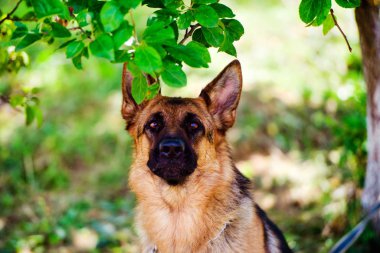Alman çoban köpeği yeşil çimenlerin üzerinde