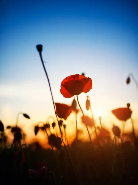 Hermoso campo de amapolas rojas en la luz del atardecer — Foto de Stock