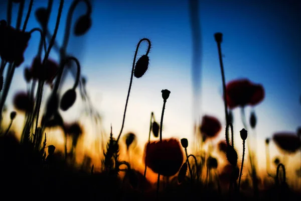 Hermoso campo de amapolas rojas en la luz del atardecer — Foto de Stock