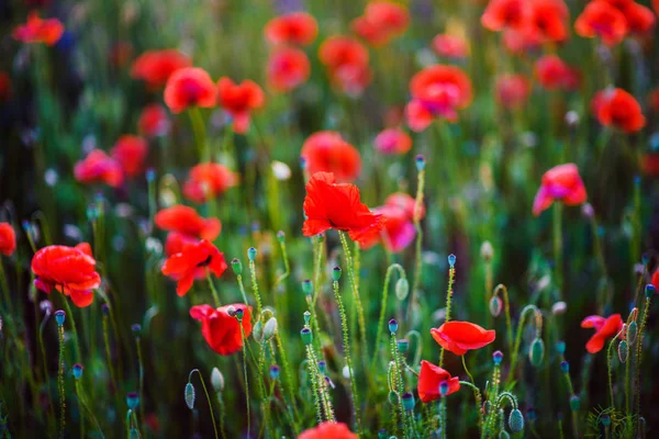 Beautiful field of red poppies in the sunset light — Stock Photo, Image