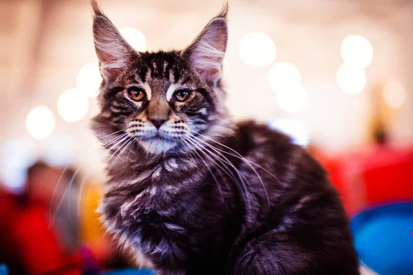 Hermosa plata Maine Coon gato — Foto de Stock