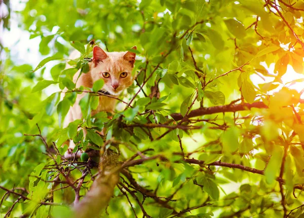 Gatto rosso su un albero. Animali divertenti . — Foto Stock