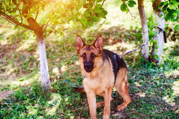 Alman çoban köpeği yeşil çimenlerin üzerinde — Stok fotoğraf