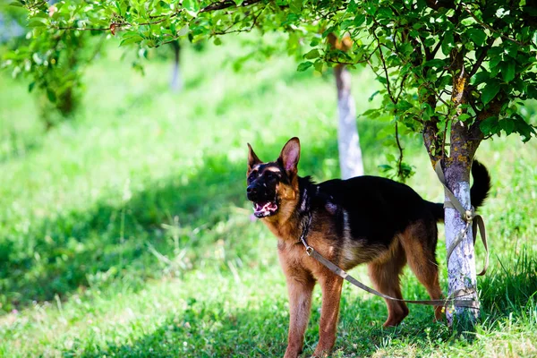 Alman çoban köpeği yeşil çimenlerin üzerinde — Stok fotoğraf