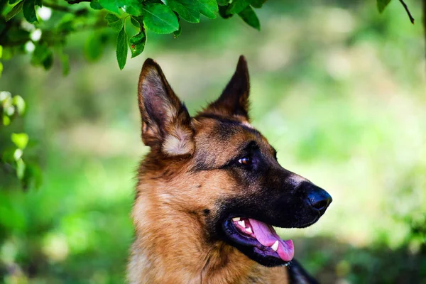 緑の草にジャーマン ・ シェパード犬 — ストック写真