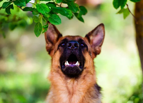 Duitse herder op groen gras — Stockfoto