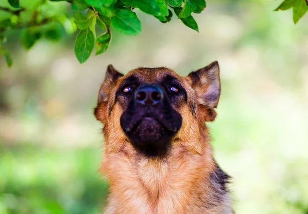 Perro pastor alemán sobre hierba verde — Foto de Stock
