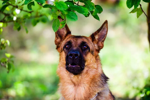 Alman çoban köpeği yeşil çimenlerin üzerinde — Stok fotoğraf