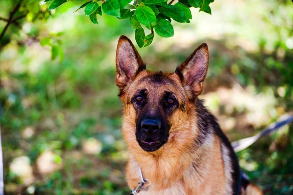 緑の草にジャーマン ・ シェパード犬 — ストック写真