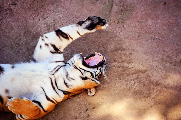 Krásný portrét tygra amura. Nebezpečné zvíře — Stock fotografie