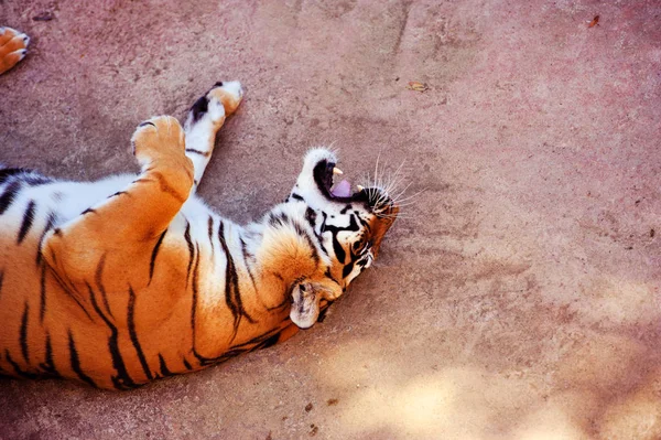 Wunderschönes amur tiger portrait. Gefährliches Tier — Stockfoto