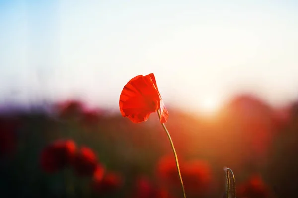 Wunderschönes Feld roter Mohnblumen im Licht des Sonnenuntergangs Stockbild