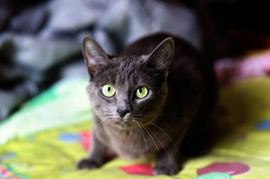 Evdeki güzel gri kedi. Yeşil gözler.
