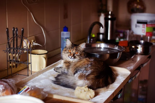 Die Katze in der Küche hat Schaden angerichtet. Hauskatze. — Stockfoto