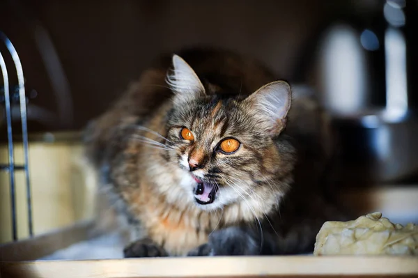 Mutfaktaki kedi zarar verdi. Ev kedisi. — Stok fotoğraf