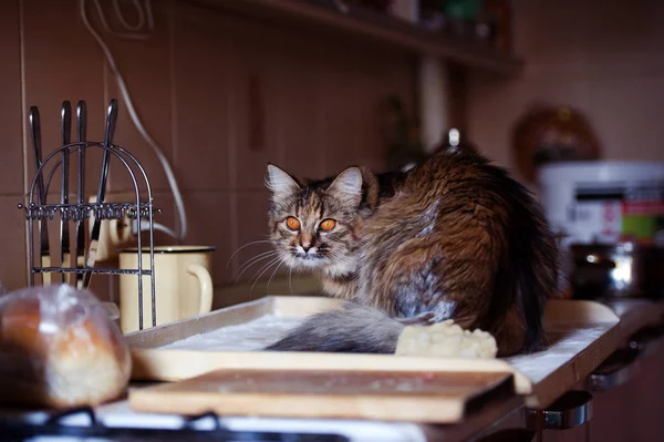 Cat in the kitchen has done damage. Home cat.