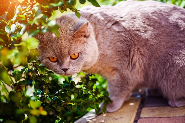 Sladká kočka na zelené trávě — Stock fotografie