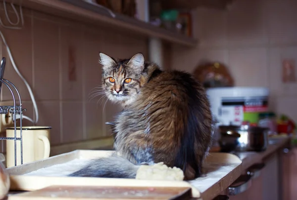 O gato na cozinha fez estragos. Gato doméstico . — Fotografia de Stock