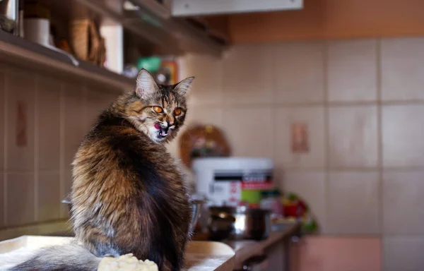 El gato en la cocina ha hecho daño. Gato casero . — Foto de Stock