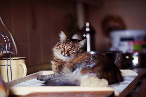 O gato na cozinha fez estragos. Gato doméstico . — Fotografia de Stock