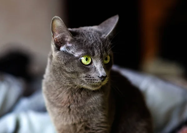 Mooie grijze kat thuis. Groene ogen. — Stockfoto